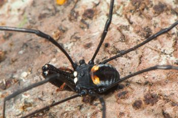 Media type: image;   Invertebrate Zoology 129583